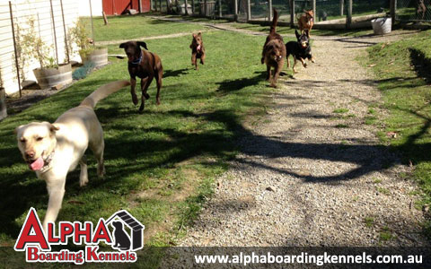 Alpha Boarding Kennels Alpha Boarding Kennels